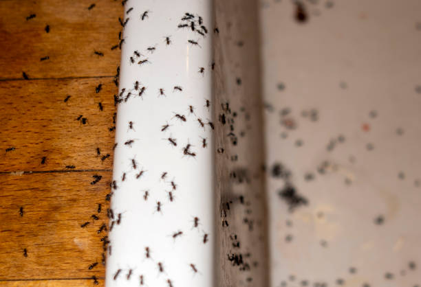 Best Local Pest Control Services  in Centralia, IL